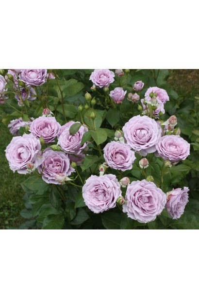 Пышные соцветия розы Новалис